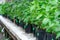 Seedling flower hydrangea cultivation in pots in commercial glasshouse.