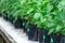 Seedling flower hydrangea cultivation in pots in commercial glasshouse.