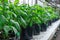 Seedling flower hydrangea cultivation in pots in commercial glasshouse.