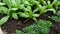 Seedling flowers in a greenhouse close-up. Young green plants. Greenhouse vegetables. Agricultural work in the spring. Watering