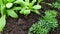 Seedling flowers in a greenhouse close-up. Young green plants and shoots. Greenhouse vegetables. Agricultural work in the spring.