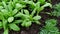 Seedling flowers in a greenhouse close-up. Young green plants and shoots. Watering seedlings. Greenhouse vegetables. Agricultural