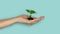 Seedling green sprout of cucumber with leaves in a yellow pot on a blu background. New life, birth. Plant growing. Copy space