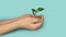 Seedling green sprout with leaves in kid`s hands on a blu background. New life, birth. Plant growing. Copy space