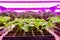 Seedling grow with Led plant Light vertical farm Vertical agriculture indoor farm