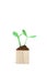 Seedling grow from wooden block