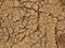 Seedling Growing in Dry Cracked Ground Soil