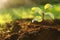 Seedling growing in fresh soil outdoors, closeup. Planting tree. Space for text