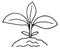 Seedling growing icon. Hand drawn nature icon