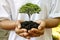 A seedling growing on the soil in a woman`s hand, afforestation