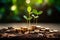 Seedling are growing on stacked of coins on green nature environment background