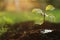 Seedling growing in wet soil outdoors, closeup. Planting tree. Space for text