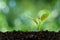 Seedling Growth Development Planting sapling in morning light on natural green background