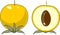 Seedling and internal structure of dicot seed