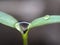 Seedling Leaf droplet from space