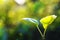 Seedling leaves in bright sunlight, an ecological concept.