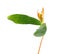 Seedling of Norway maple with two green cotyledon leaves and true leaf isolated on white background