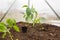 Seedling Paprika (Capsicum, Peppers) Plants with root System bet