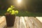 seedling in peat tablets on a wooden table in the sun in a spring garden.Planting material.biodegradable natural