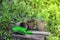 Seedling of pepper and green shovel on a wooden stool in a garden in spring day