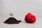 Seedling of pepper and red bell pepper on light background