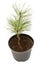 Seedling pinus densiflora oculus draconis in a pot isolated on white background