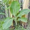 Seedling and plant of banana