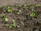 Seedling planted peppers. Vegetable garden, agriculture, rural, business