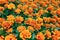 Seedling for planting. Marigold flowers.