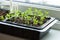 Seedling plants growing in germination plastic tray