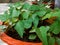 Seedling and pods of Strophostyles helvola, commonly called amberique-bean, annual sand bean, or trailing fuzzybean is a species