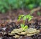 Seedling and rain. concept coins in soil