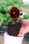 Seedling of red pansy