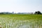 Seedling rice in paddy fields