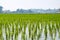 Seedling rice in paddy fields