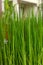 Seedling rice in pot on the table of cafe. Live green juicy grass in bowl with raindrops. Close up