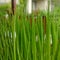 Seedling rice in pot on the table of cafe. Live green juicy grass in bowl with raindrops. Close up. Square image