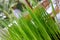 Seedling rice in round white pot on wooden table. Live green juicy grass in bowl with raindrops