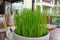 Seedling rice in round white pot on wooden table near the cup and glass. Live green juicy grass in bowl with raindrops