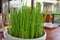 Seedling rice in round white pot on wooden table in street cafe. Live green juicy grass in bowl with raindrops