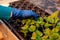 Seedling of royal pelargonium in peat pills. A hand in a blue glove plants a plant in a peat pill. Work in greenhouse