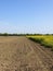 Seedling sugar beet and flowering rapeseed crops in springtime