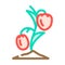 seedling tomato color icon vector illustration