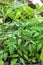 Seedling tomato and eggplant