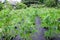 Seedling tomato, grown in large box on a Spunbond Nonwoven cover. Mulching. Grow boxes