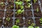 Seedling tray full of young sprouting Ranunculus plants. Persian buttercup ranunculus seedlings.