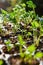 Seedling tray full of young sprouting Ranunculus plants. Persian buttercup ranunculus seedlings.