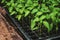 Seedling tray with young sprout