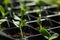 Seedling tray with young vegetable sprouts