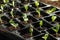 Seedling tray with young vegetable sprouts